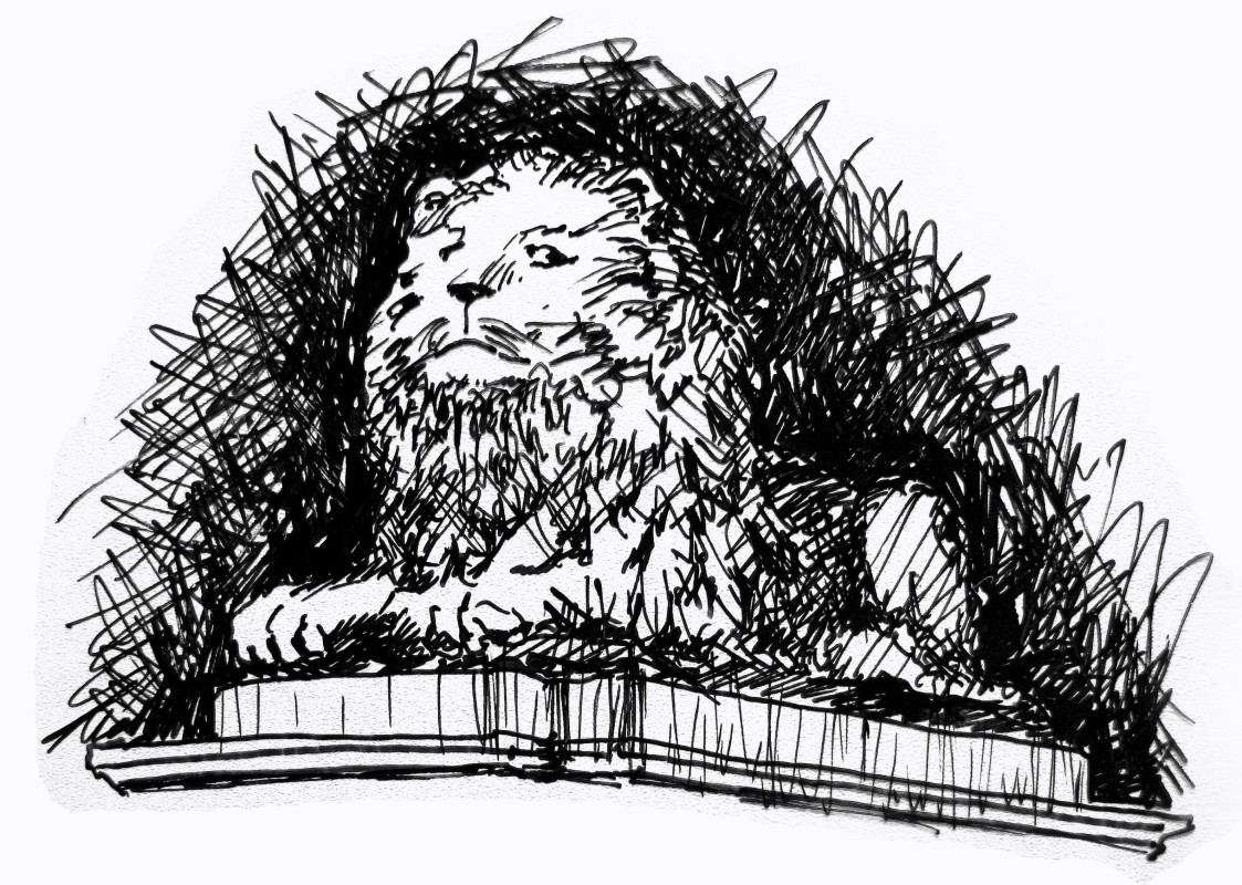 lion