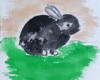 8petitlapin