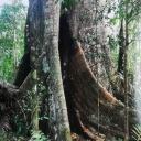 Enfants Amazonie